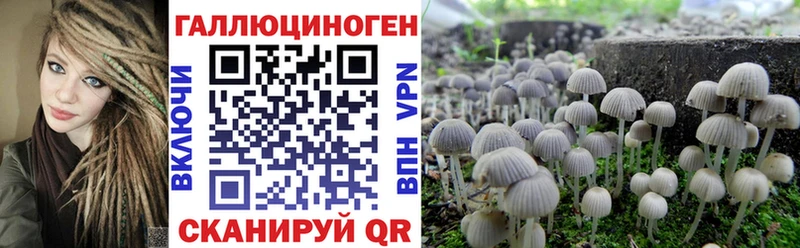 omg как зайти  Осташков  Псилоцибиновые грибы GOLDEN TEACHER 